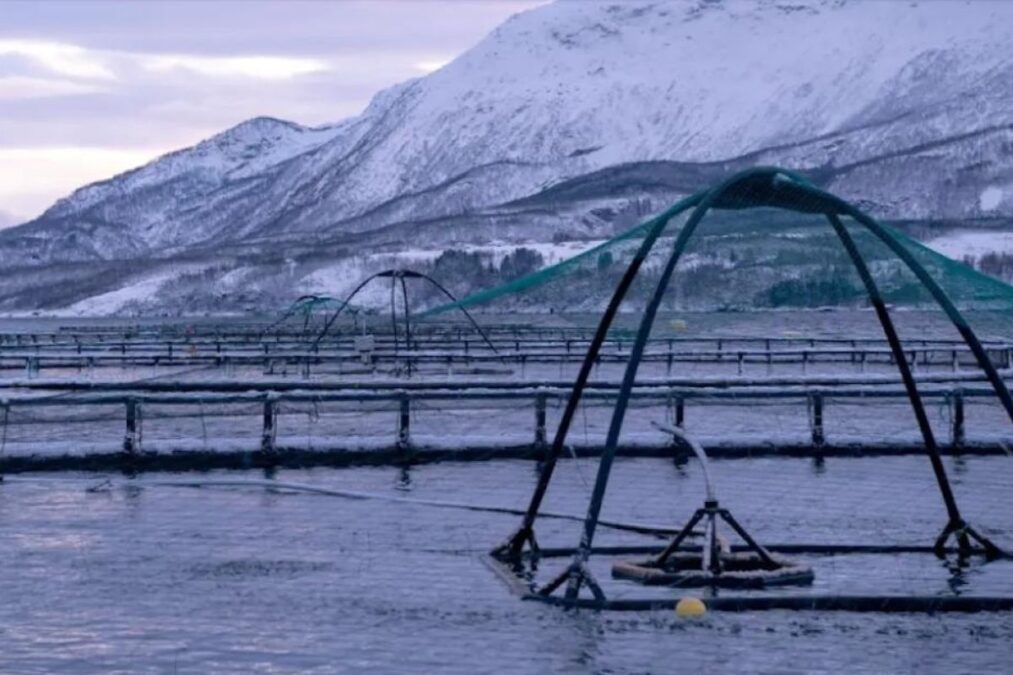 Comment Tidal parvient-elle à combiner technologie et durabilité pour transformer l'industrie de l'aquaculture du saumon ?