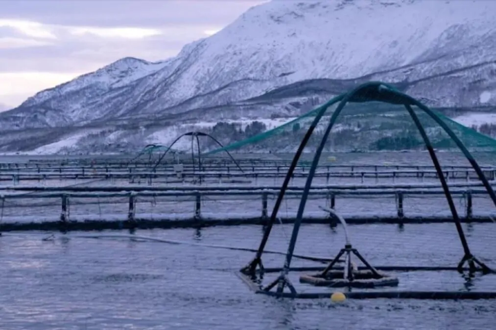 Comment Tidal parvient-elle à combiner technologie et durabilité pour transformer l'industrie de l'aquaculture du saumon ?